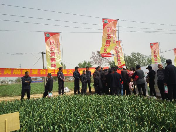 培肥养地夺高产 不妨试试黄腐酸 ——蜜桃网站入口可看新肥科技有限公司河南睢县大蒜观摩会